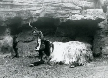 A Curly-horned Goat at London Zoo, June 1922